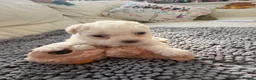 Bichon Frise dogs for sale: Beautiful Bichon Frise Puppies in Luton - Advert 5