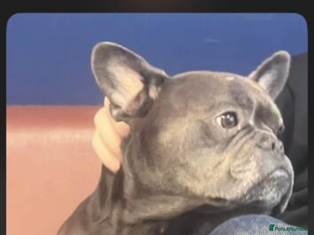 French Bulldog dogs for sale: french bulldog - Advert 2