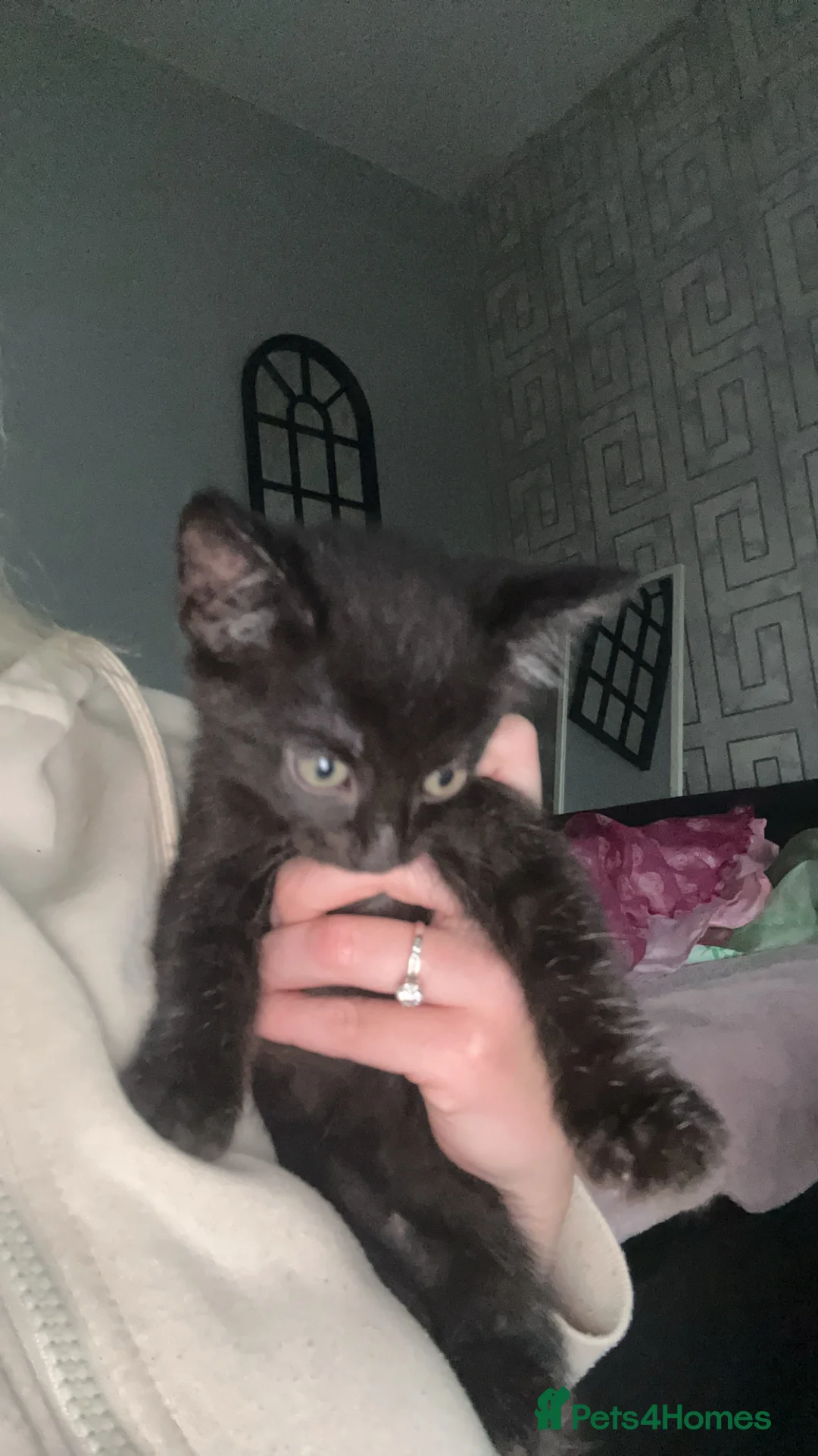 Mixed Breed cats for sale: 2 beautiful kittens looking for thrre forever home - Advert 2