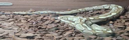 Python Snake reptiles for sale: Caramel ball python  - Advert 1