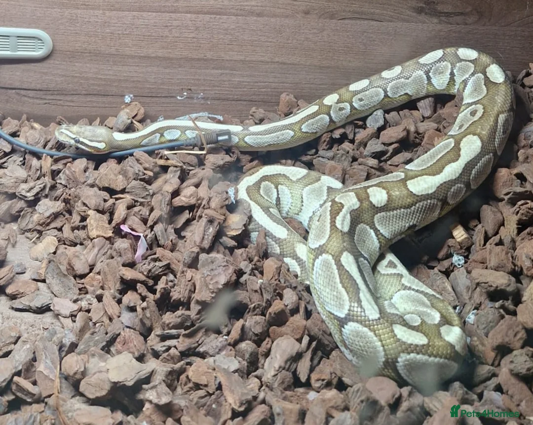 Python Snake reptiles for sale: Caramel ball python  - Advert 1