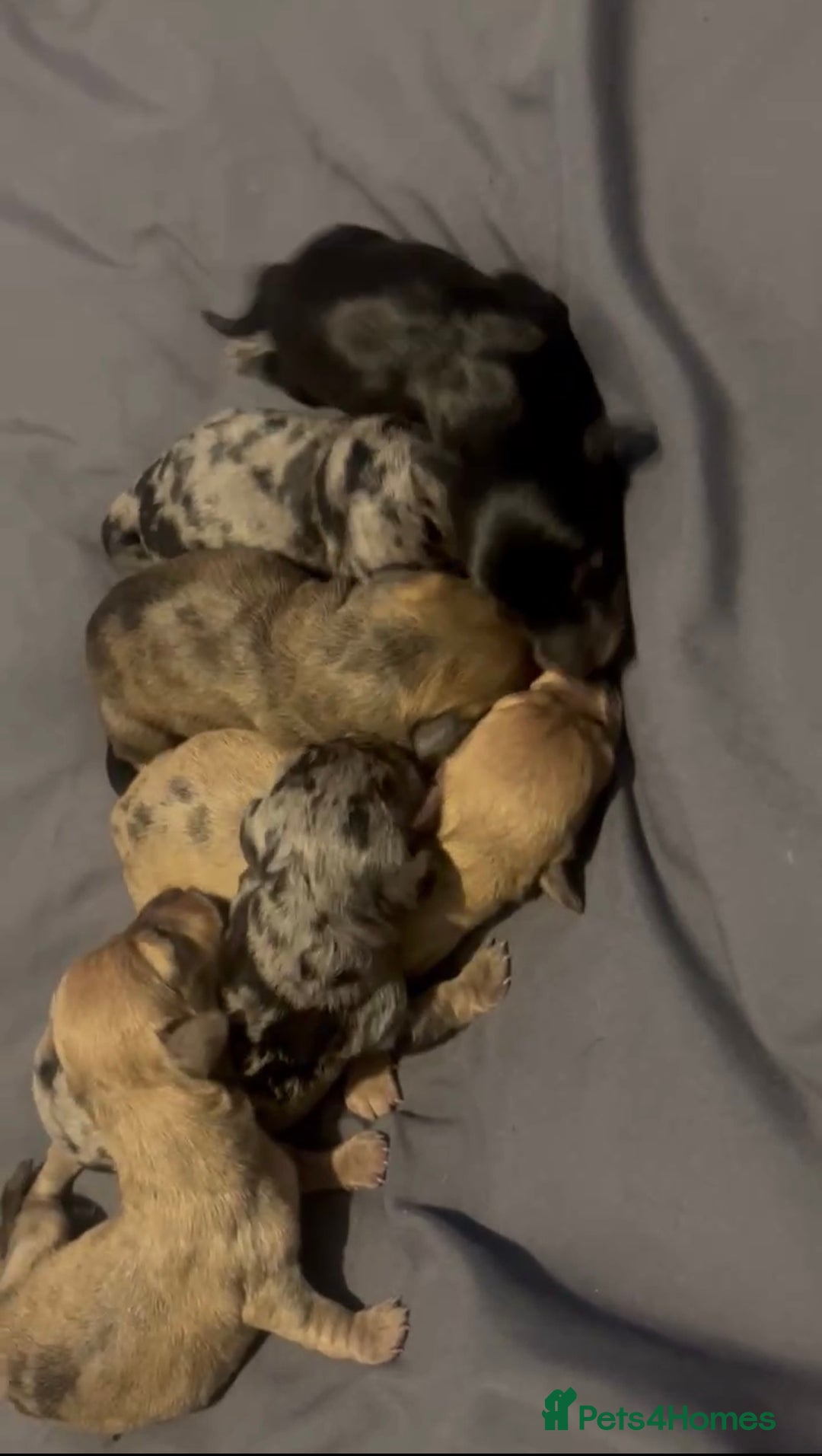 Dachshund dogs for sale: Miniature smooth kc registered daschund  - Image 6