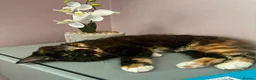 Mixed Breed cats for sale: Two gorgeous kittens looking for a home.  - Advert 7