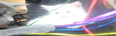 Turkish Angora male