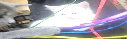 Turkish Angora cats for sale: 2 Turkish Angora Kitten - Advert 6