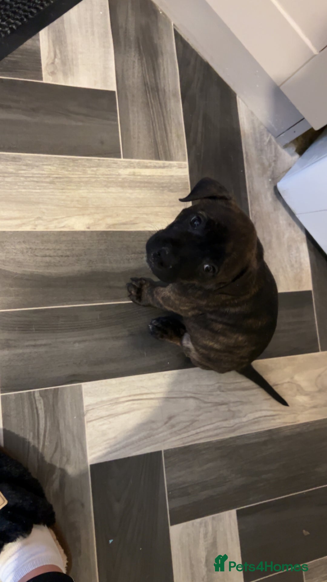 Mixed Breed dogs for sale: Staffy pups  - Advert 7