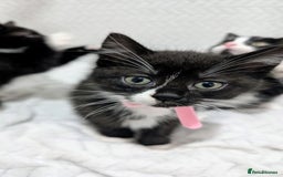 Mixed Breed cats for sale: Adorable Kittens Ready for Their Forever Homes! 💕 - Image 5