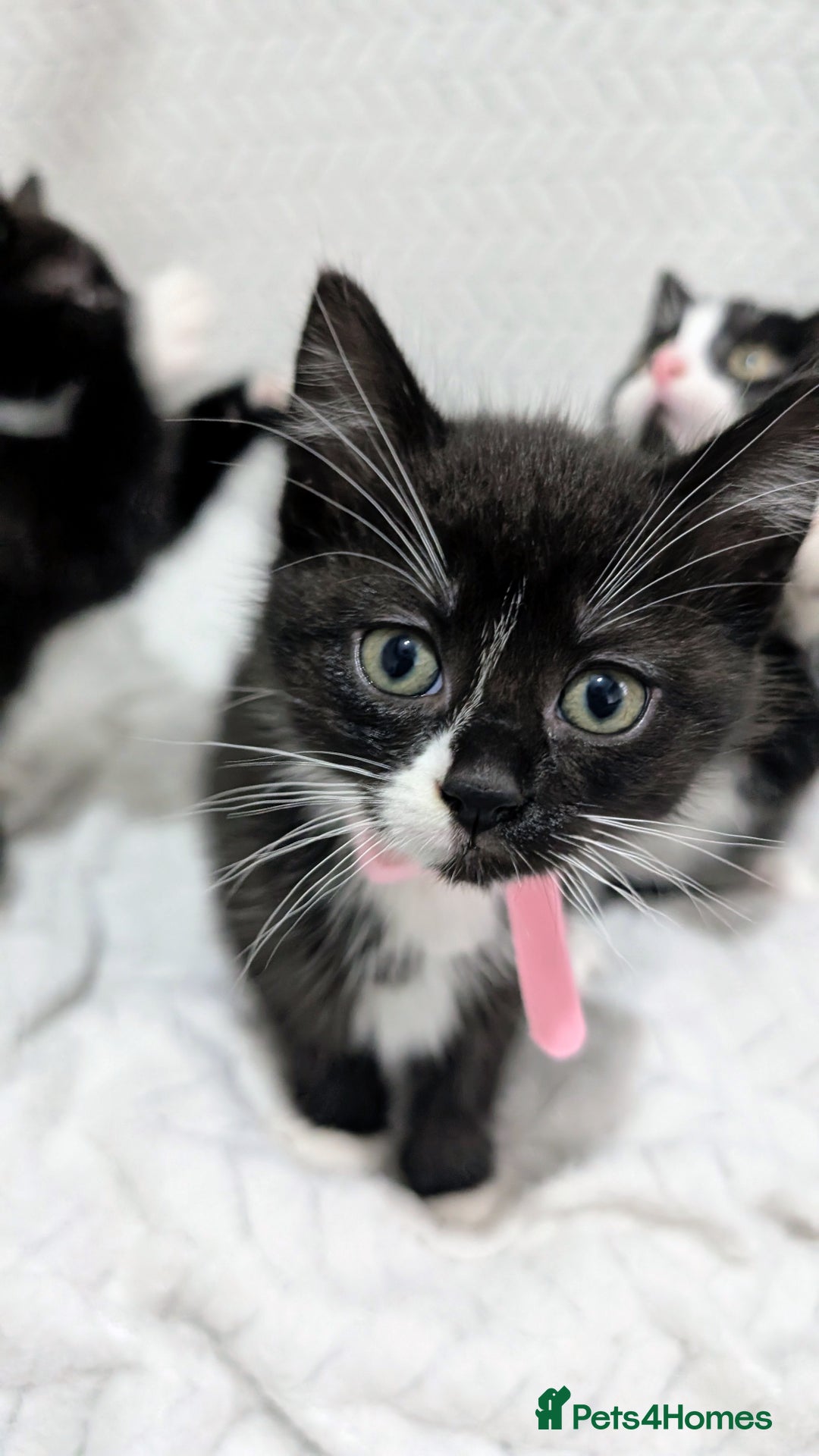 Mixed Breed cats for sale: Adorable Kittens Ready for Their Forever Homes! 💕 - Image 5