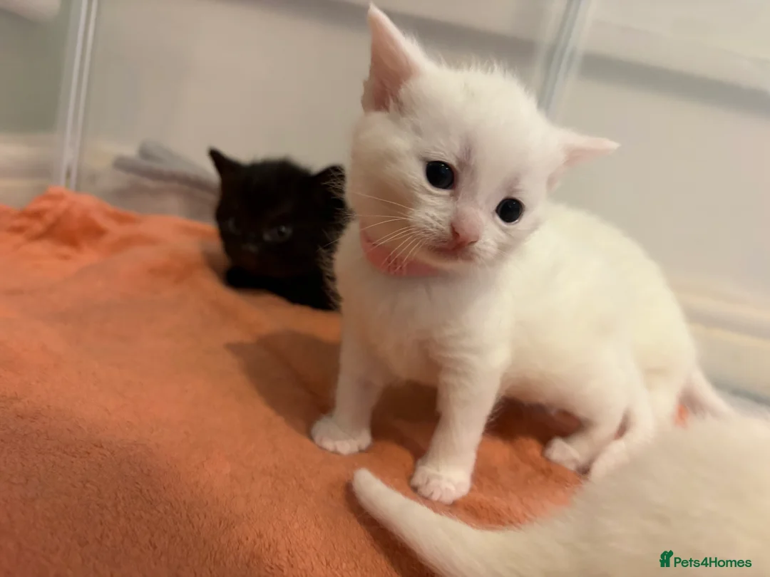 Mixed Breed cats for sale: Full white and black kittens for sale  - Advert 6
