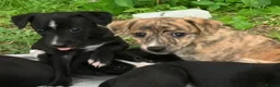 Whippet dogs for sale: 6 STUNNING WHIPPET PUPPIES - Advert 14