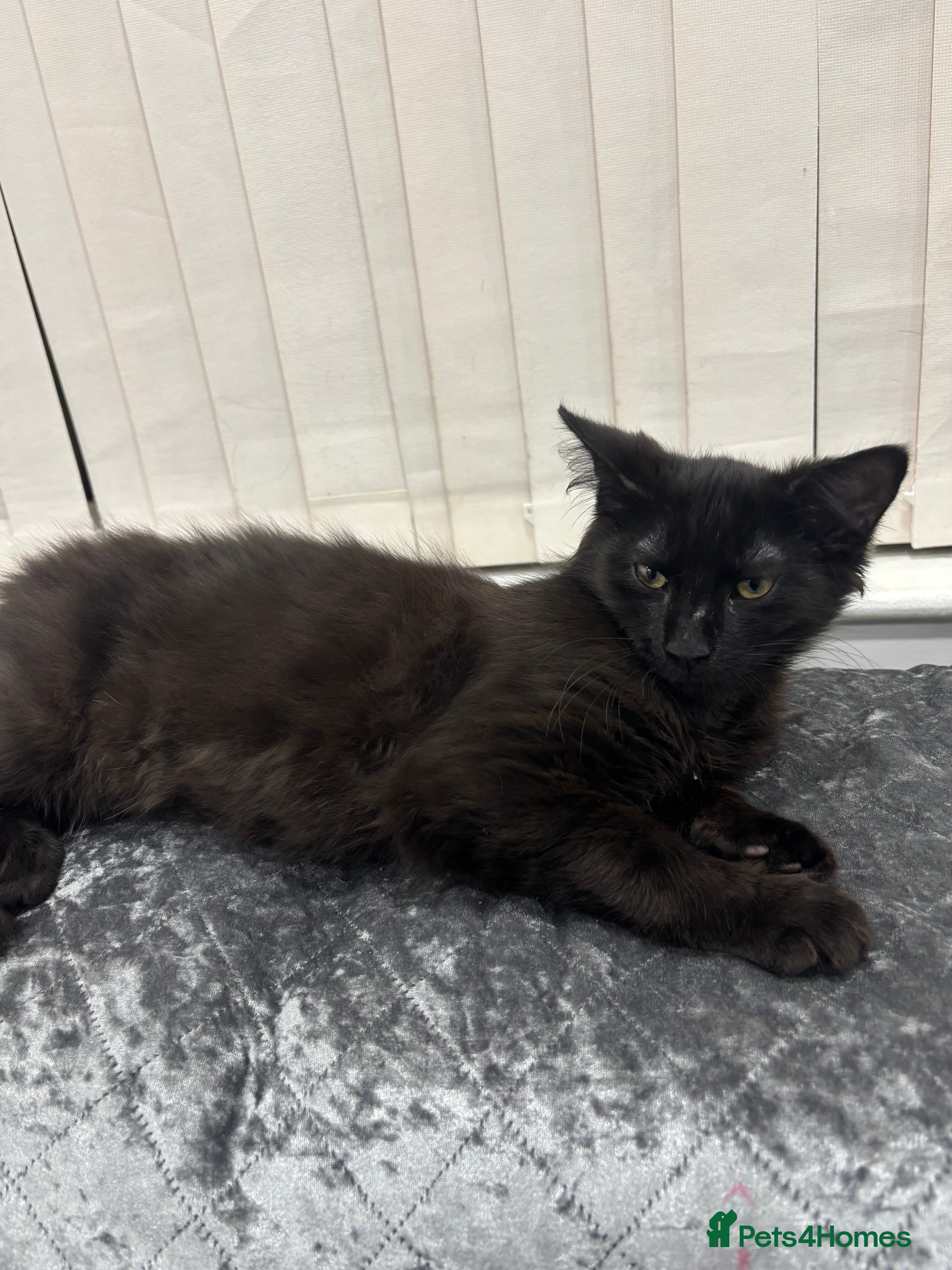 Mixed Breed cats Maine coone mixed breed - Advert 1