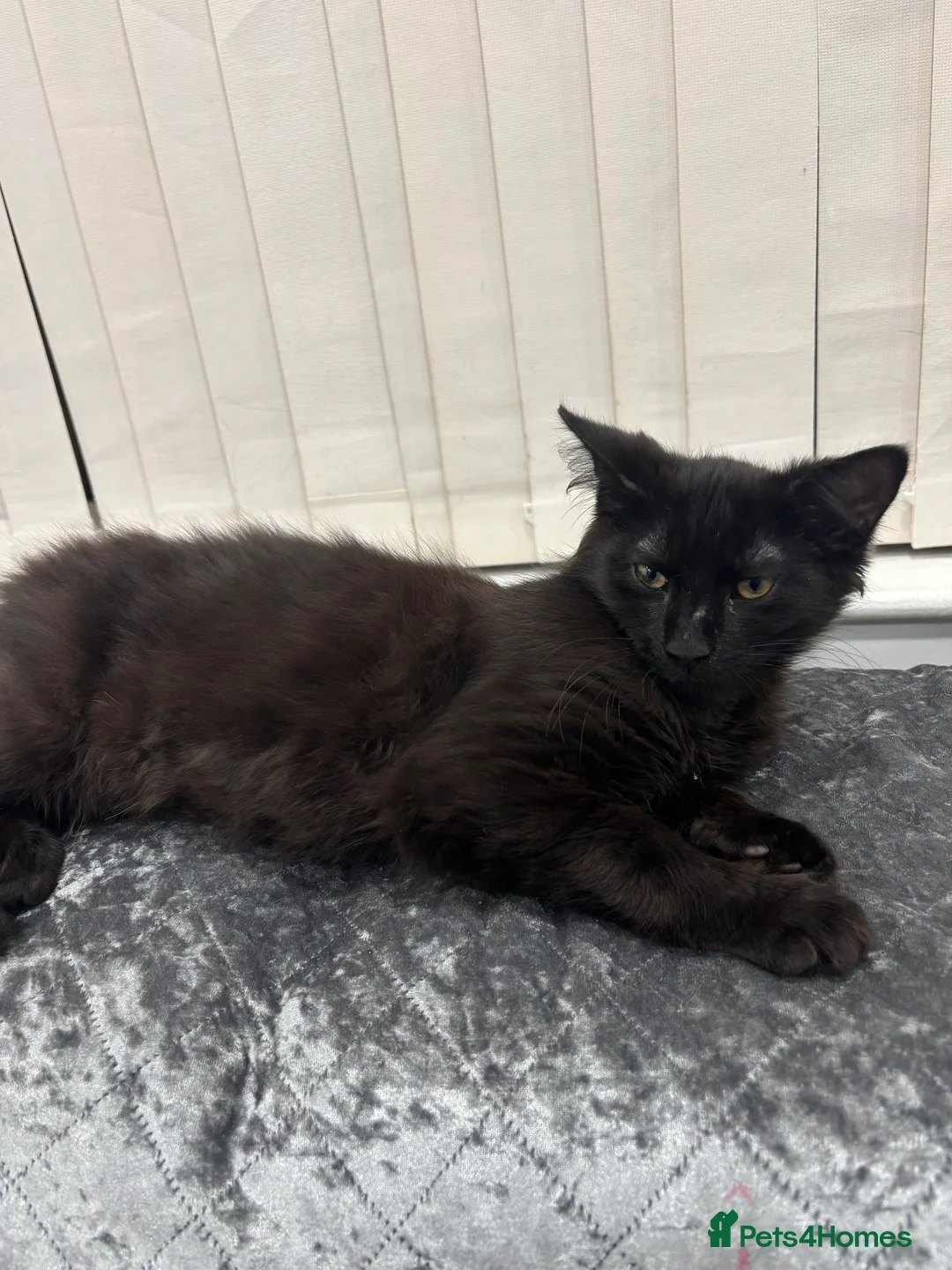 Mixed Breed cats for sale: Maine coone mixed breed - Advert 1