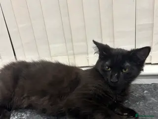 Mixed Breed cats Maine coone mixed breed - Advert 1