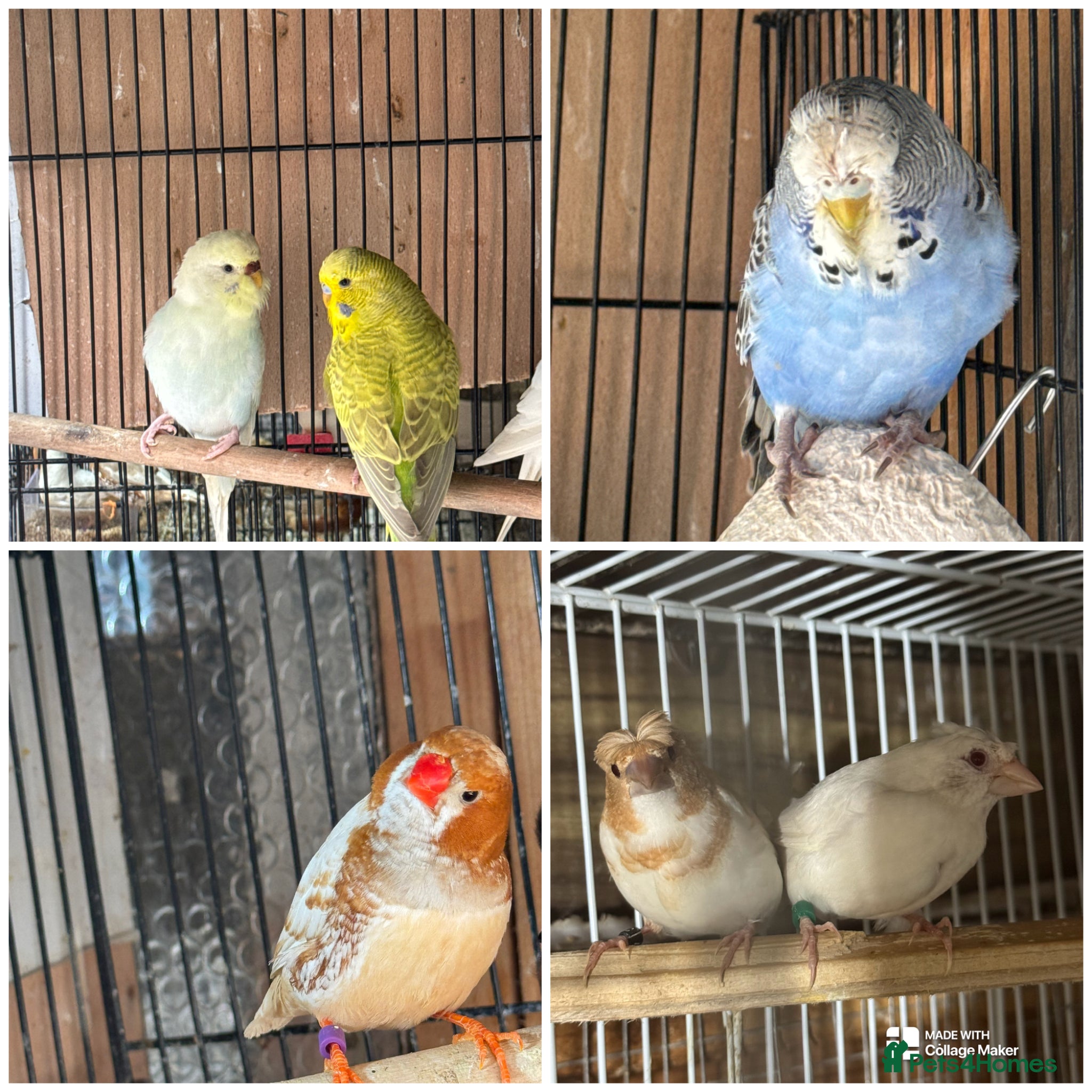 Mixed Breed birds Zebra Finches  - Advert 7