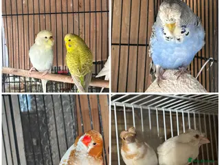 Mixed Breed birds Zebra Finches - Advert 7