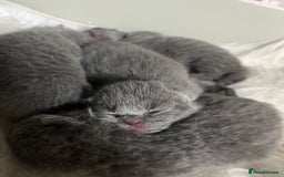 British Shorthair cats for sale: British shorthair kittens  - Image 4