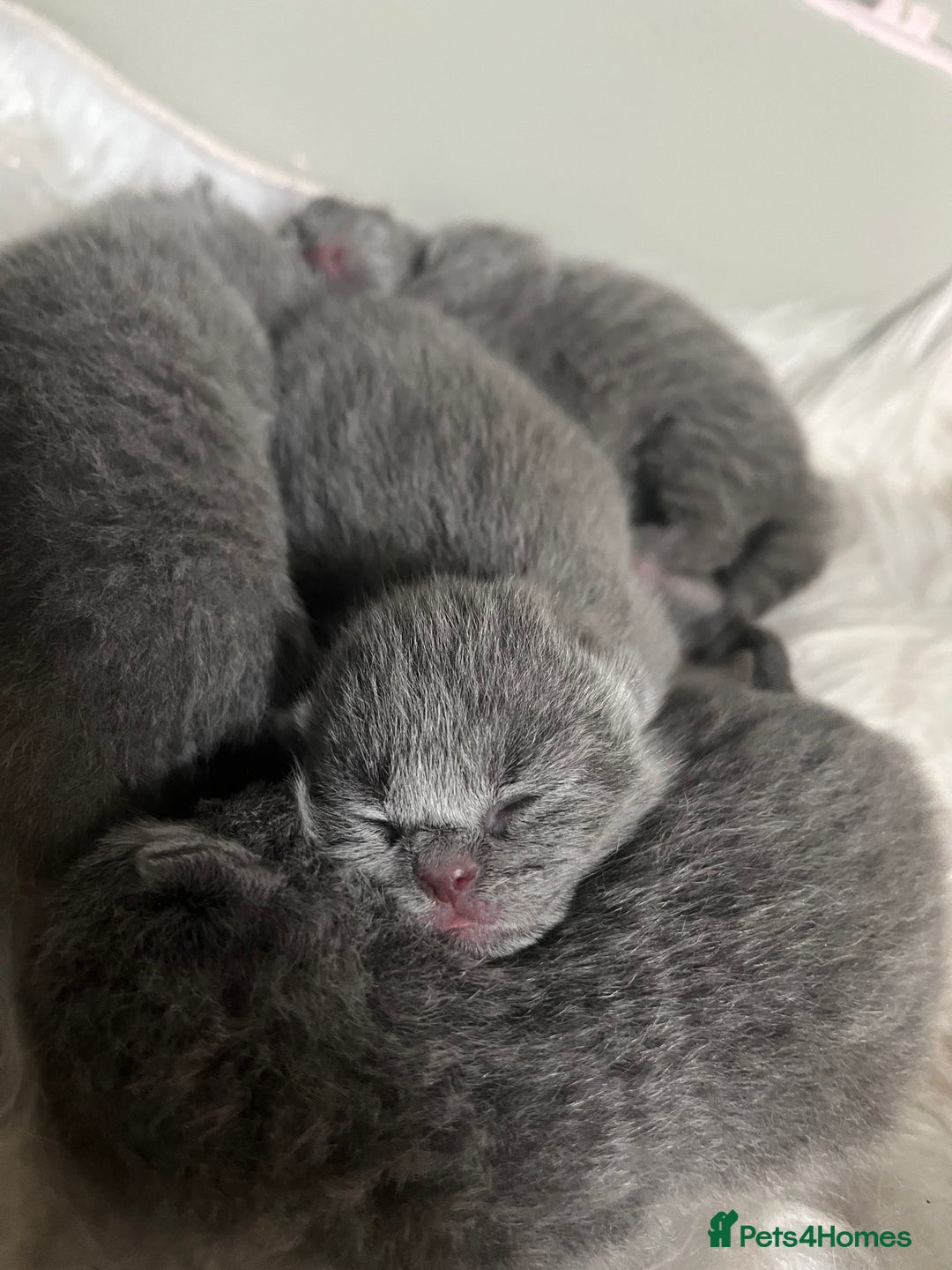 British Shorthair cats for sale: British shorthair kittens  - Image 4