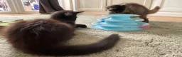 Maine Coon cats for sale: 2 Maine coon kittens  - Advert 7