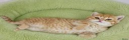 Scottish Fold cats for sale: Adorable Scottish Fold Straight Ear Tabby Kittens  - Advert 3