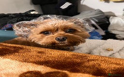 Cavapoo dogs for sale: Rehoming beautiful 4year old family (cavapoo) - Image 2