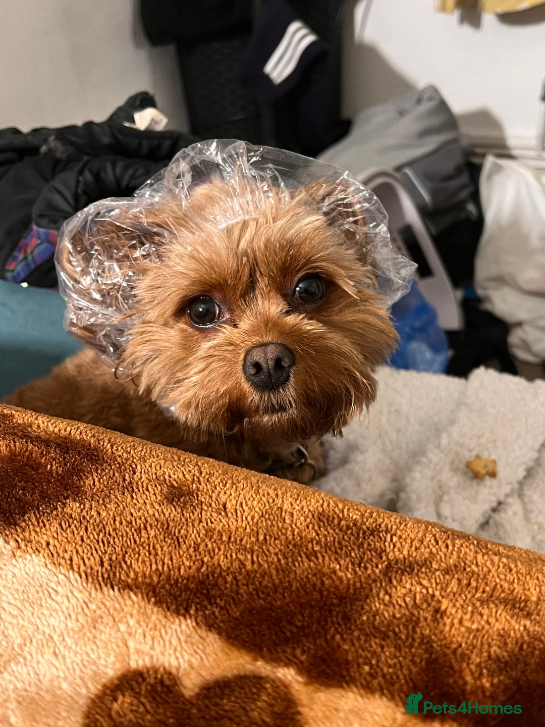 Cavapoo dogs for sale: Rehoming beautiful 4year old family (cavapoo) - Image 2