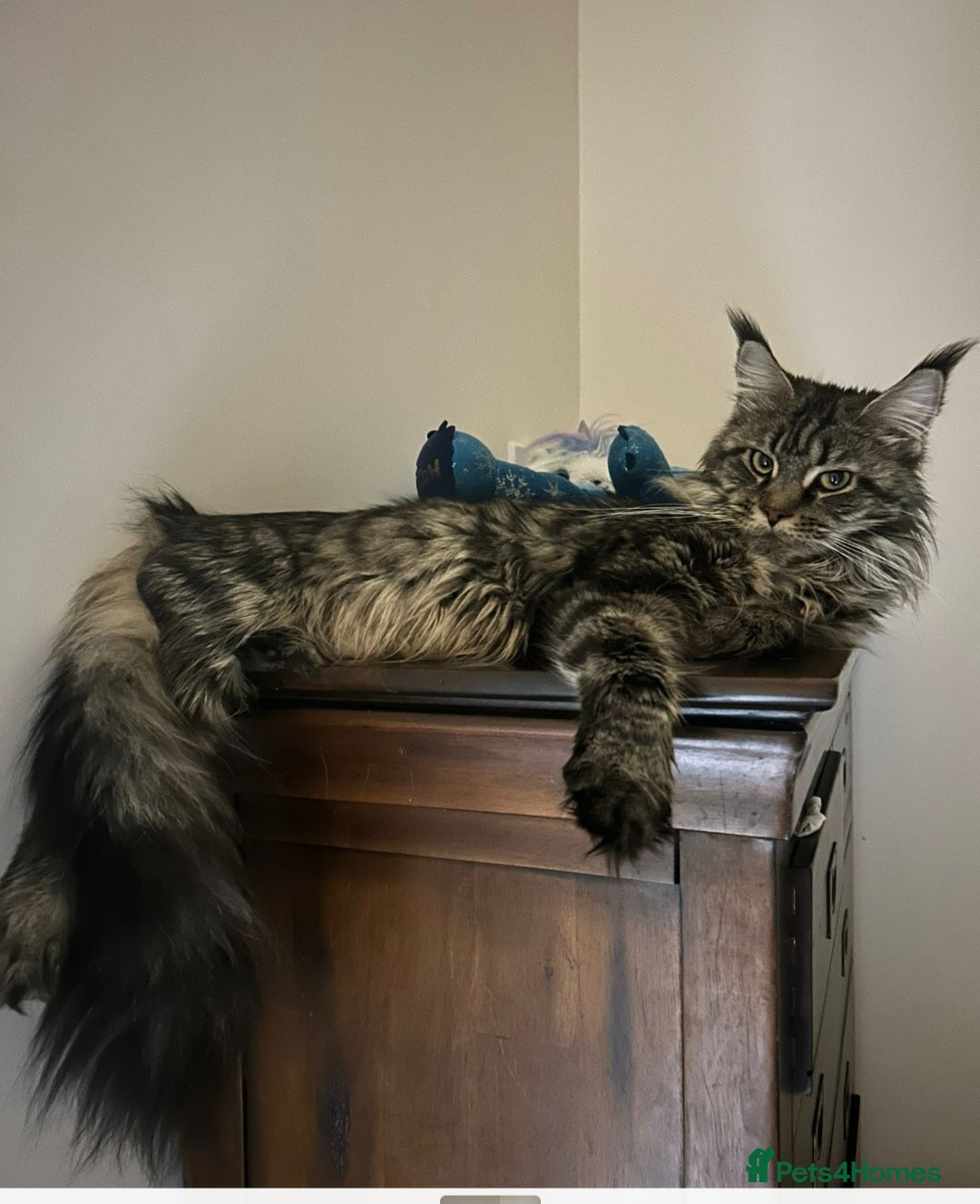Maine Coon cats for sale: Pure Maine coon - Image 14