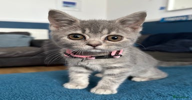 British Shorthair cats - Advert 7