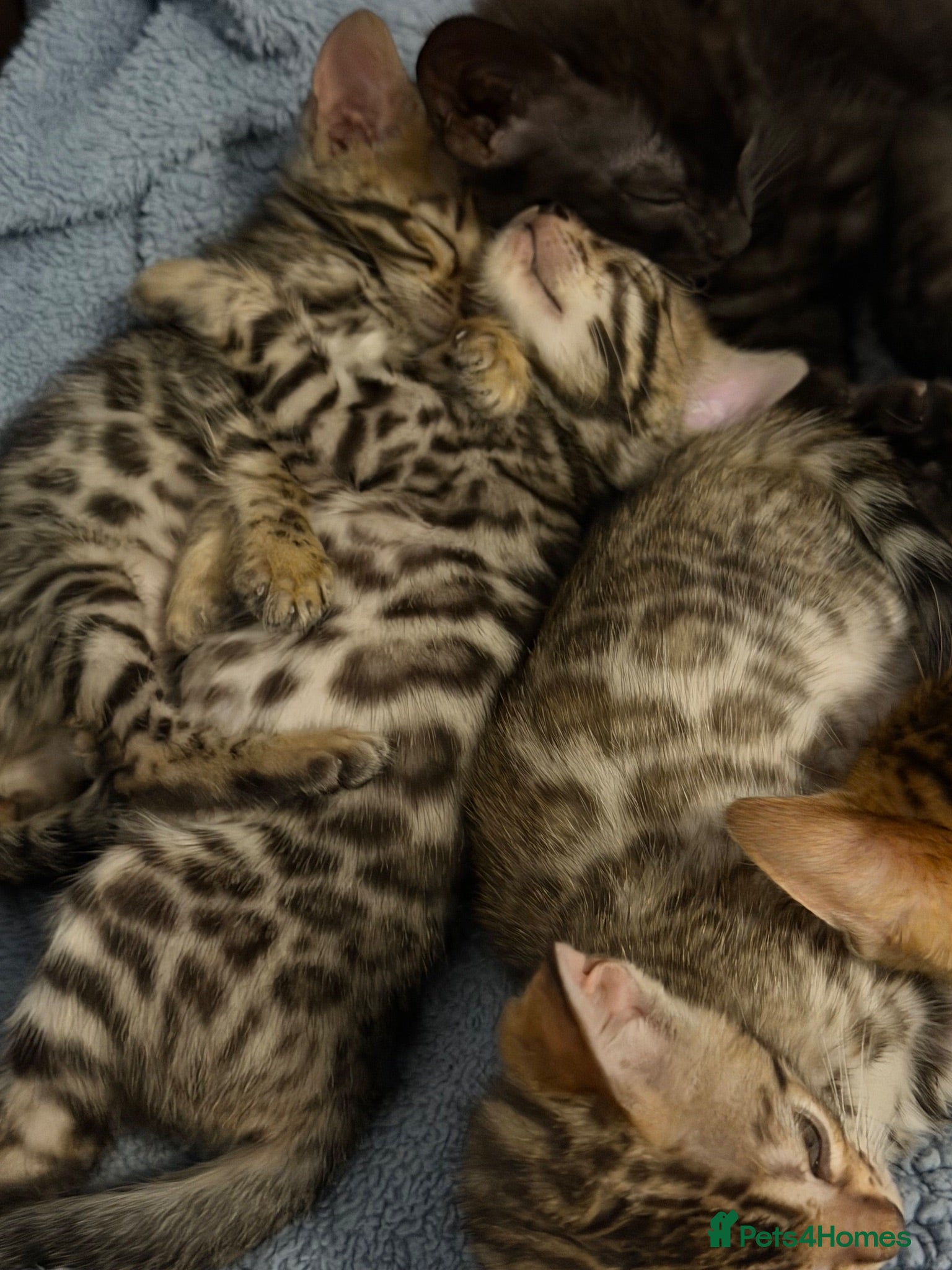 Bengal cats Beautiful bengals - Advert 10