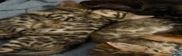 Bengal cats for sale: Beautiful bengals - Advert 12