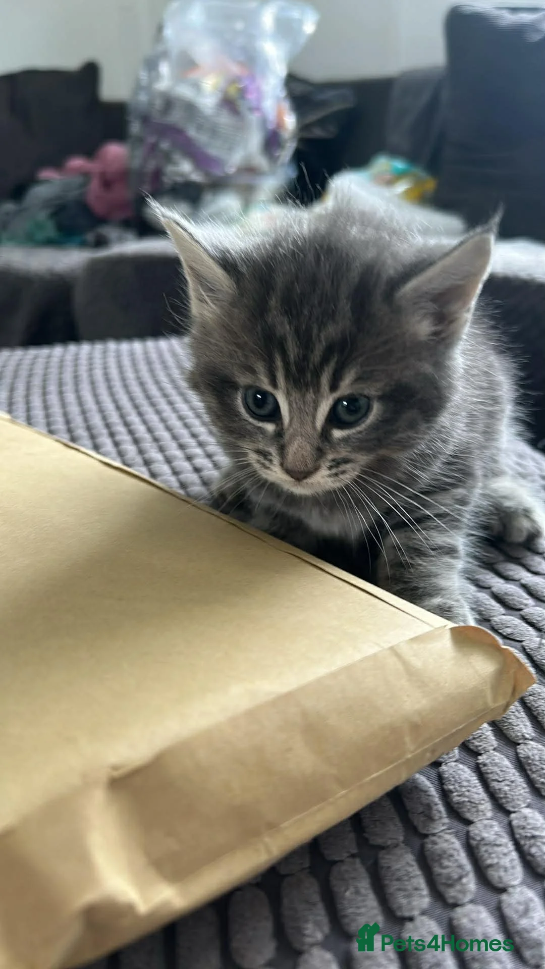 Maine Coon cats for sale: Maine coon X kittens  - Advert 2