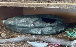 Python Snake reptiles for sale: Adult male enchi morph python with full set up - Image 9