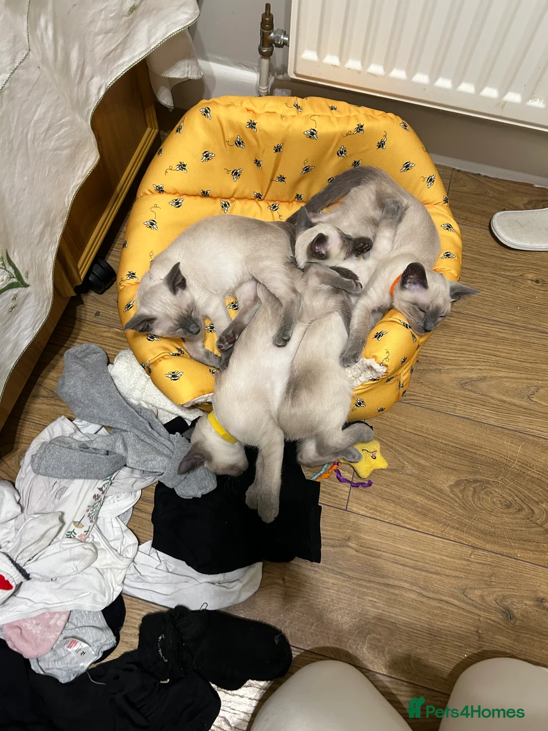 Siamese cats for sale: Orthodox Siamese - Advert 5