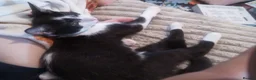 Mixed Breed cats for sale: Male kitten for sale - Advert 1