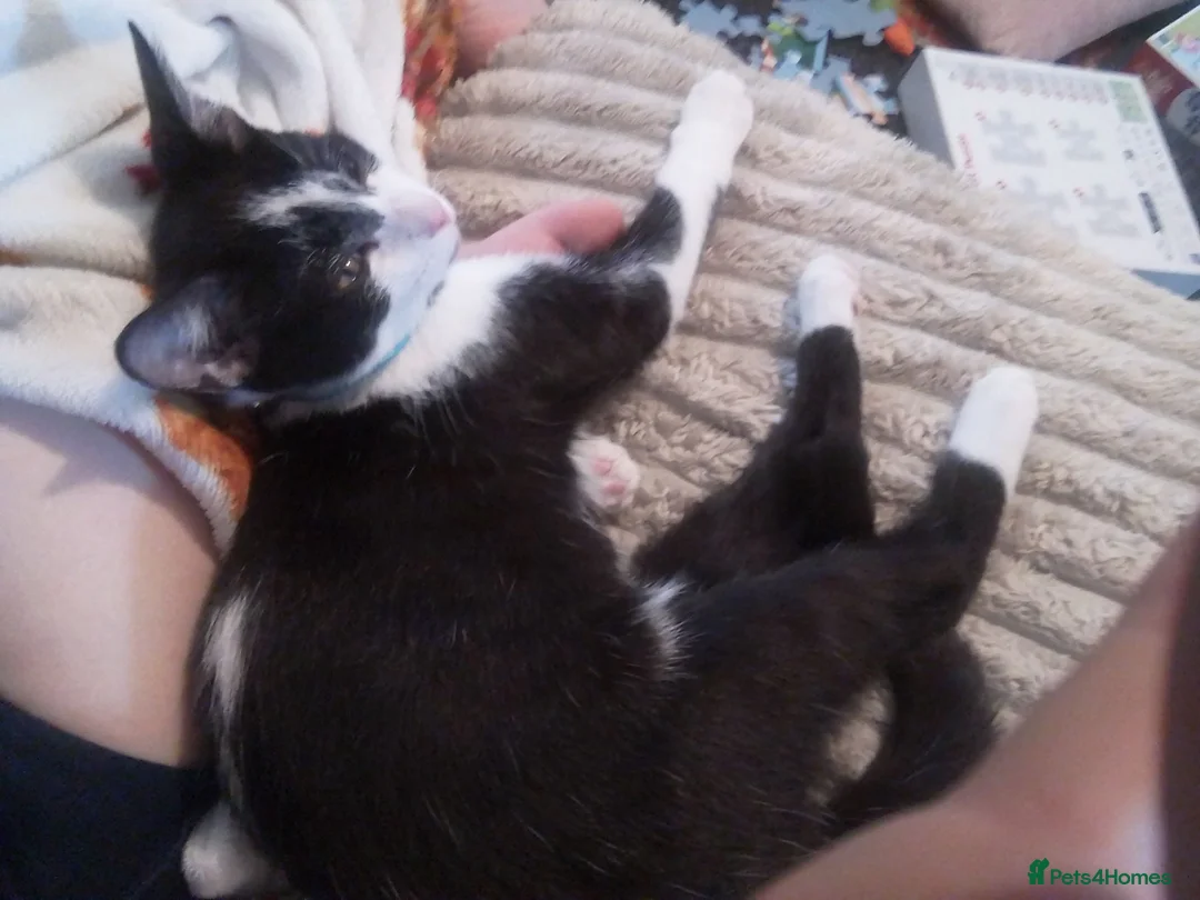 Mixed Breed cats for sale: Male kitten for sale - Advert 1