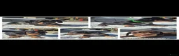 Miniature Dachshund dogs for stud: PRA CLEAR BLUE PIED DAPPLE MINIATURE DACHSHUND - Advert 19