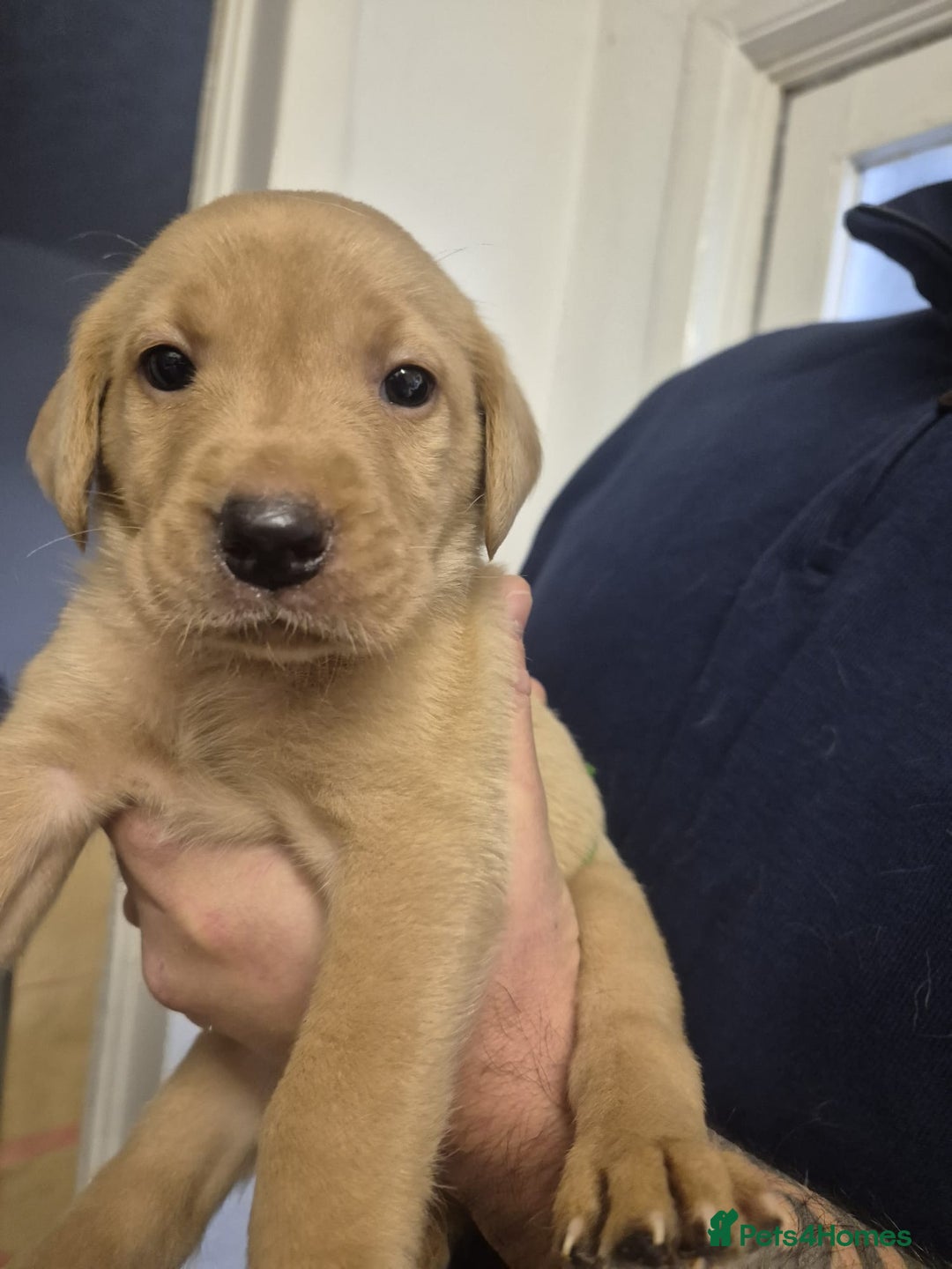 Labrador Retriever dogs for sale: 7 beautiful red fox Labrador puppies for sale.  - Image 12