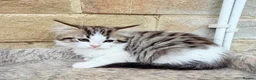 Persian cats for sale: PERSIAN CHINCHILLAS KITTENS X - Advert 6