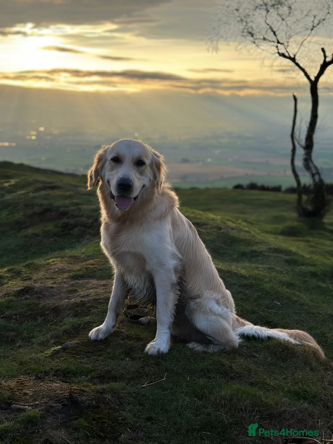 Golden Retriever dogs for stud: Charlie available at stud  in Telford - Advert 4