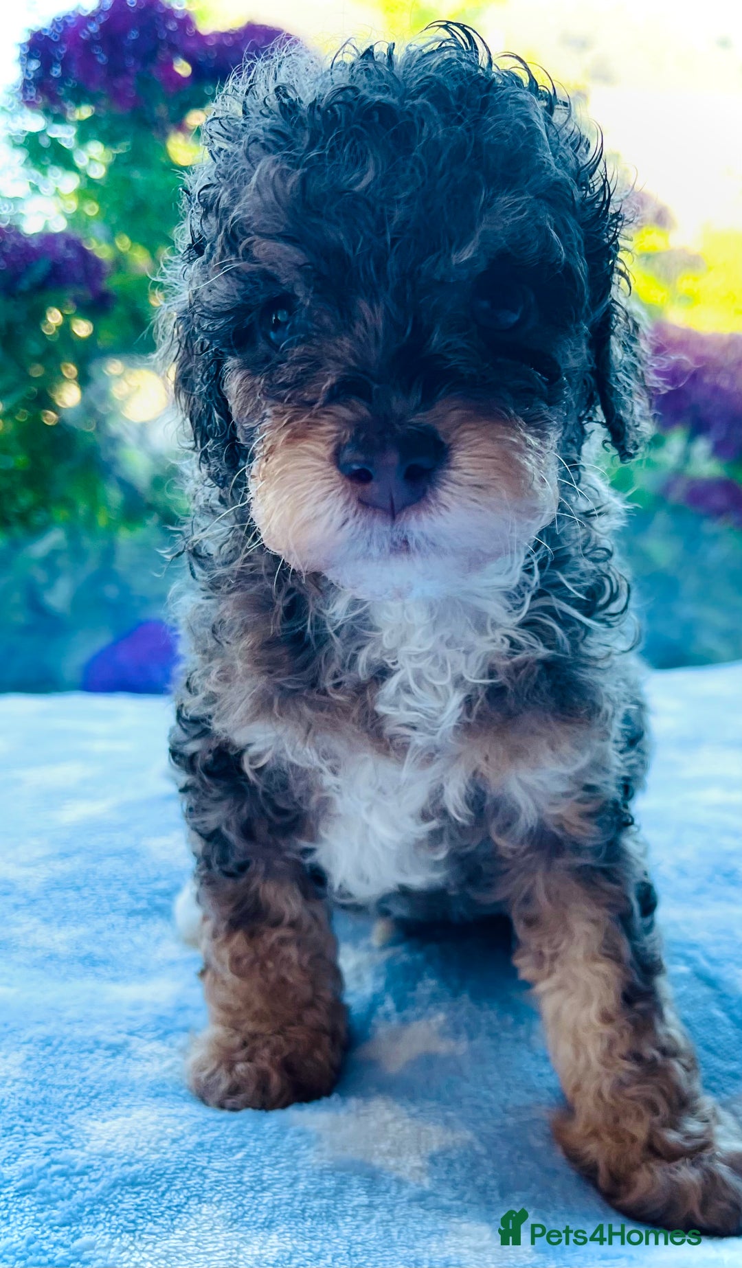 Cockapoo dogs for sale: Stunning fully DNA tested Cockapoo puppies - Image 28