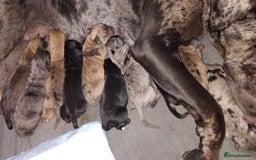 Cane Corso dogs for sale: Cane Corso  - Image 19