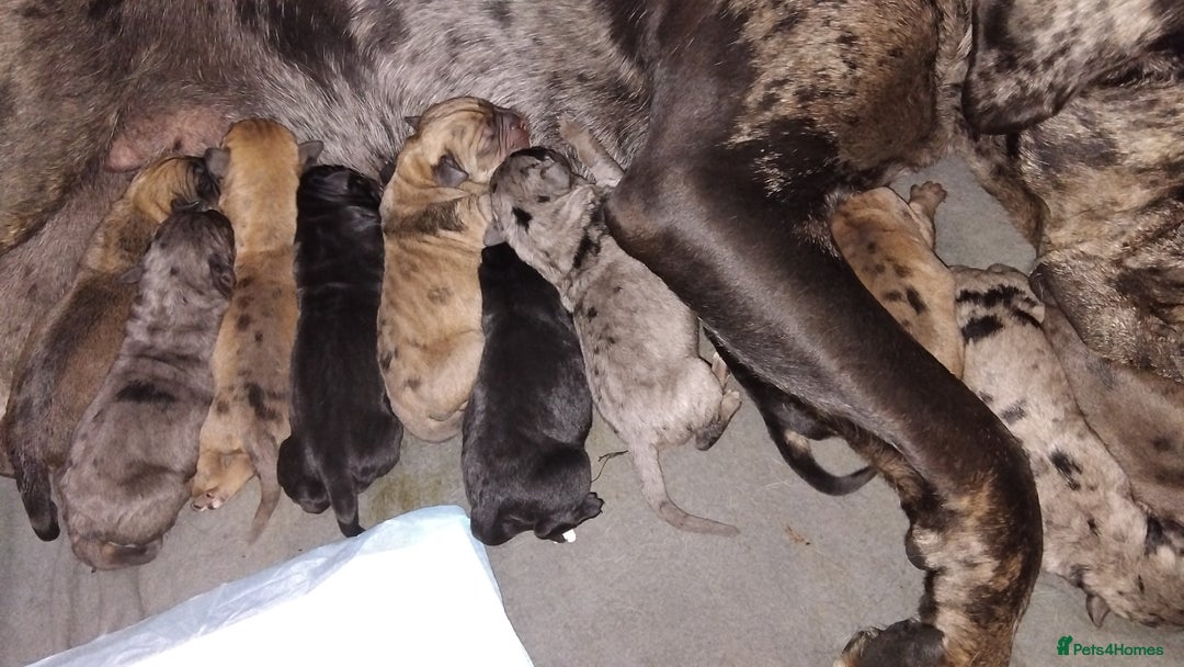 Cane Corso dogs for sale: Cane Corso  - Image 19