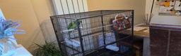 Parrots birds for sale: Yellow Headed Amazon Parrot   - Advert 10