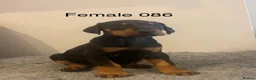 Dobermann dogs for sale: Champion and working lines KC Doberman litter - Advert 10