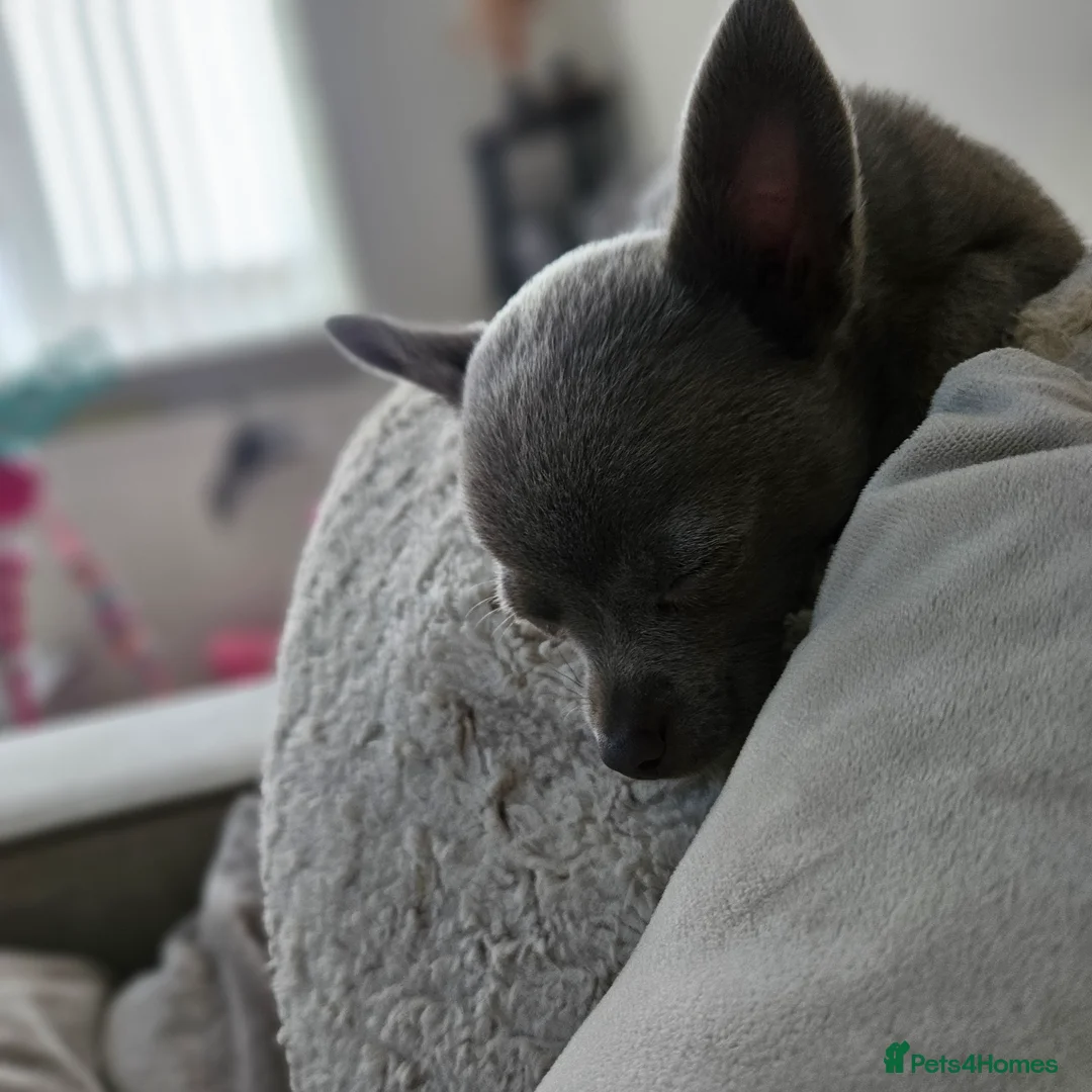 Chihuahua dogs for sale: Blue chihuahua  in Treharris - Advert 2