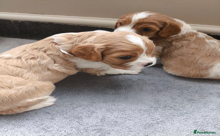 Cavalier King Charles Spaniel dogs - Advert 6