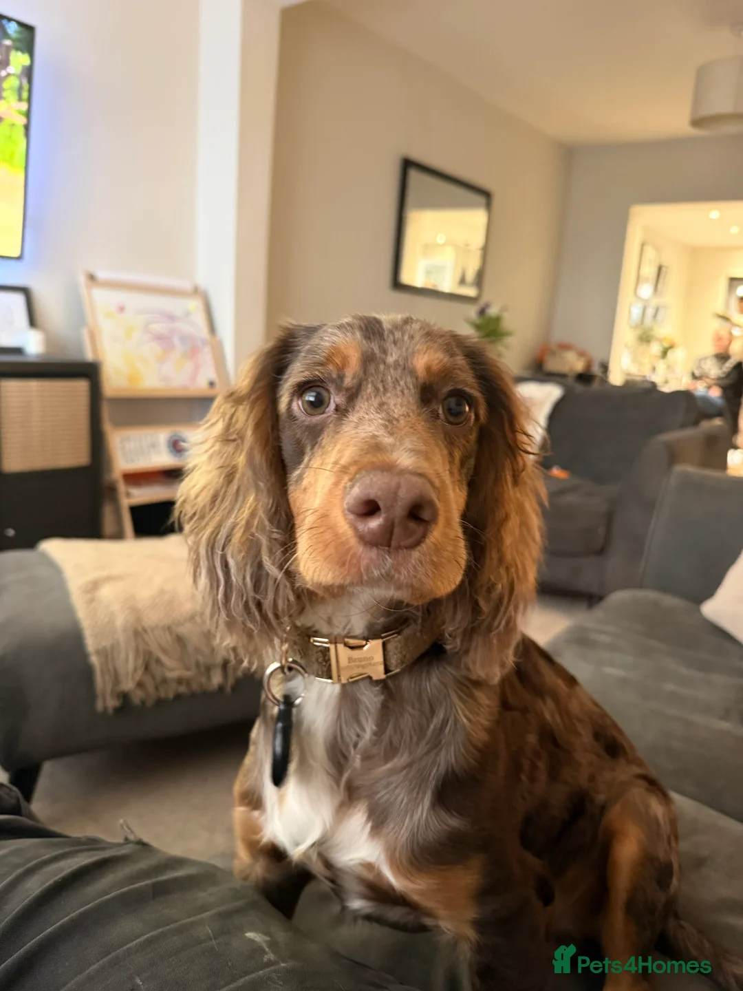 Cockapoo dogs for sale: Beautiful dog  - Advert 2