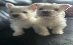 West Highland Terrier dogs for sale: West Highland Terrier Puppies - Image 1