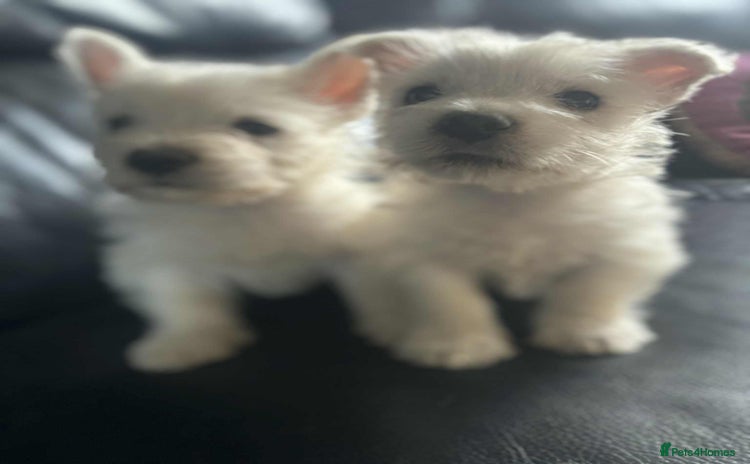 West Highland Terrier dogs - Advert 2