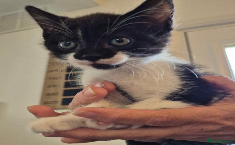 Mixed Breed cats - Advert 15
