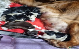 Cocker Spaniel dogs for sale: A stunning litter of show cocker spaniels  - Image 11